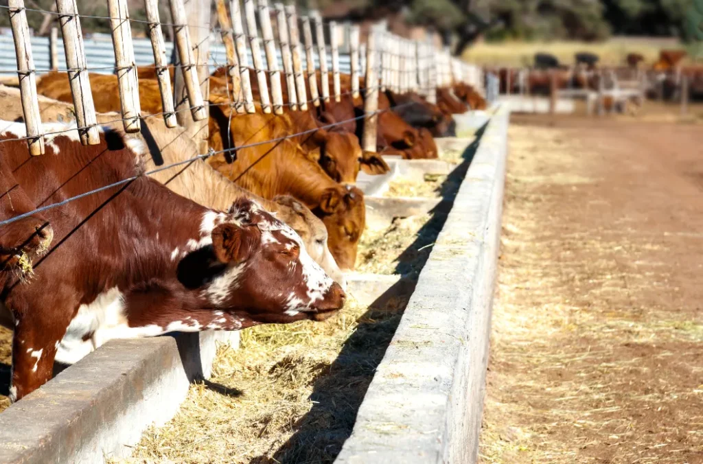 Curso de Alimentación de Bovinos 1