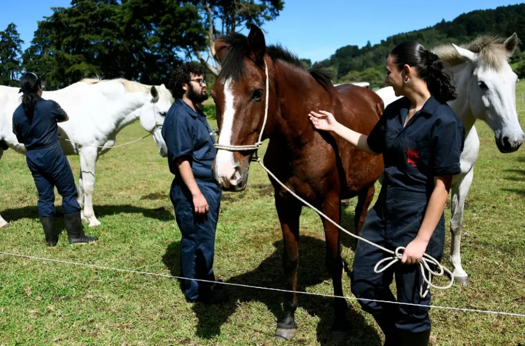 Formación Técnica en Producción Equina 3