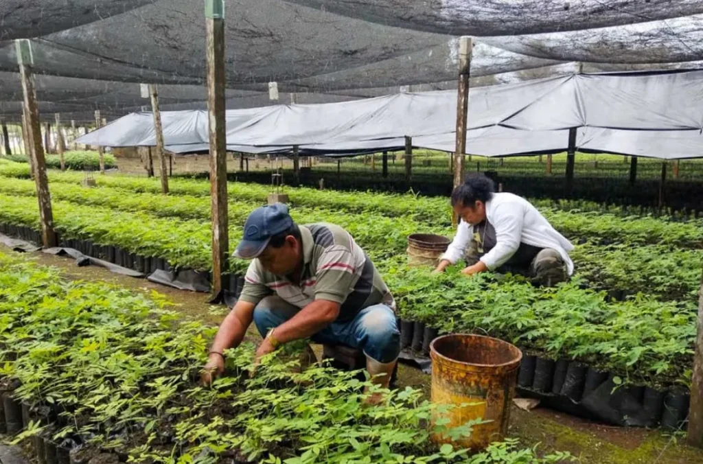 Formación Técnica en Manejo de Viveros 5